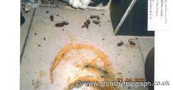 Restaurant closed down after 'worst ever' cockroach infestation - Grimsby Live - Grimsby Live