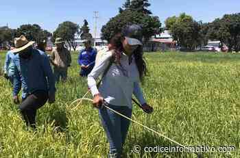 Profesor del Tec de Monterrey campus Querétaro impulsa la investigación sustentable con la avena - Códice Informativo
