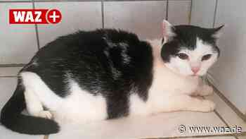 Witten: Katze Pauline trauert um ihr verstorbenes Frauchen - WAZ News
