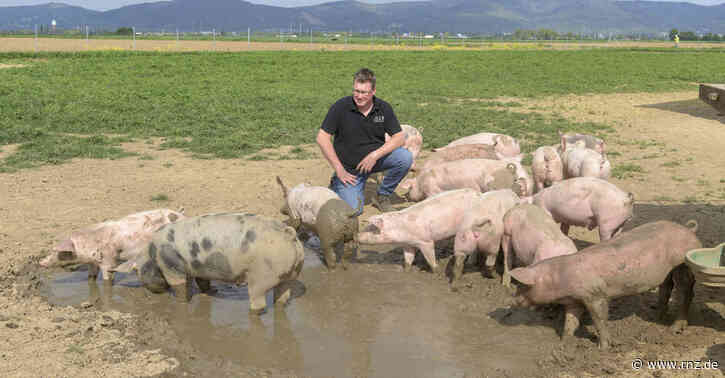 Heidelberg:  Bahntrasse gefährdet Schweine-Weide