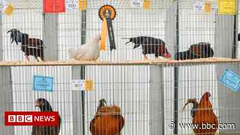 Poultry section cancelled at Royal Cornwall Show due to bird flu - BBC