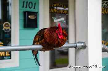 Justice for Carl: Laurel woman charged in rooster's death - WXXV News 25