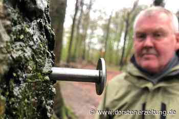 Rätselhafte Ziffern an alten Bäumen: Werner Schäper fürchtet Kettensäge | Stadtlohn - Dorstener Zeitung