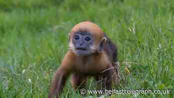 Two endangered Francois' langur monkeys born at Belfast Zoo - Belfast Telegraph