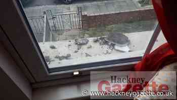 Nurse describes Hackney flat 'nightmare' - Hackney Gazette