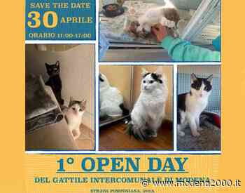 Il nuovo Gattile intercomunale di Modena si presenta con un open day - Modena 2000