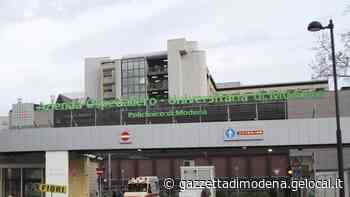 Policlinico di Modena: allarme api all'ospedale: chiuse due sale parto - La Gazzetta di Modena