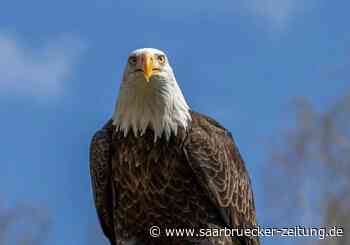 Zoo Neunkirchen: Vermisster Weißkopfseeadler wieder da - Saarbrücker Zeitung