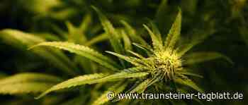 Traunstein: Jugendlicher mit Marihuana aufgegriffen - Traunsteiner Tagblatt