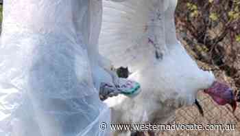 US reports first human case of H5 bird flu - Western Advocate