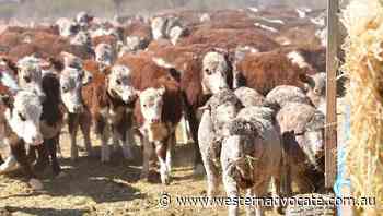 Meat industry meeting climate target - Western Advocate