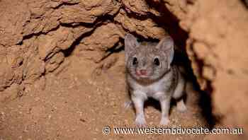 Cattle behemoth opens stations for science - Western Advocate