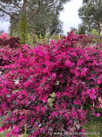 Ovada, l'ambiente ed i suoi prodotti all'Euroflora di Genova - L'Ancora