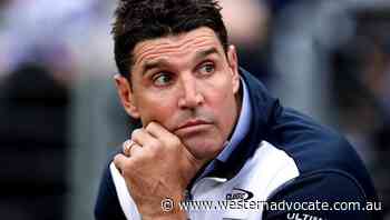 Focused Roosters unconcerned about Dogs - Western Advocate