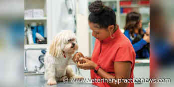 5 Questions With… Joya Griffin, DVM, DACVD, star of Pop Goes the Vet with Dr. Joya - VeterinaryPracticeNews.com