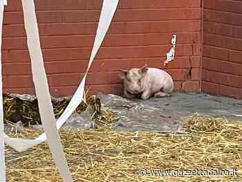 Alba: All'Einaudi spunta un maialino all'ingresso - http://gazzettadalba.it/