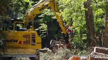 Le motoseghe sul Viale dei Tigli All’opera per abbattere 94 alberi - LA NAZIONE