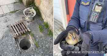 Kronach: Kleine Küken aus Notlage gerettet - Entenfamilie brauchte Hilfe der Polizei