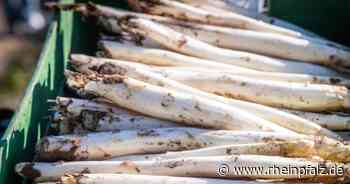 Spargelpreise sind niedriger als erwartet - Bruchsal - DIE RHEINPFALZ - Rheinpfalz.de