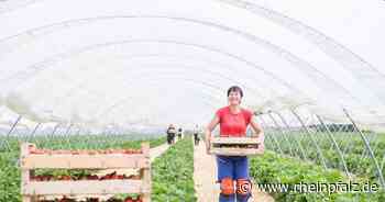 Früher Start und etwas teurer: Erdbeersaison startet bald - Bruchsal - Rheinpfalz.de