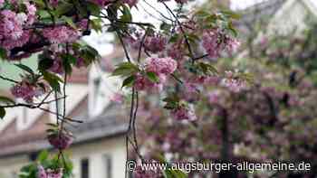 Augsburg: Kirschblütenfest beginnt auf dem Helmut-Haller-Platz | Augsburger Allgemeine - Augsburger Allgemeine