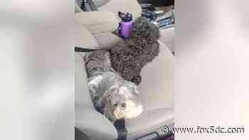 Service dogs stolen by 15-year-olds rescued in Prince George's County - FOX 5 DC