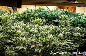 POL-HB: Nr.: 0255 --Polizei beschlagnahmt Cannabispflanzen und Drogen--