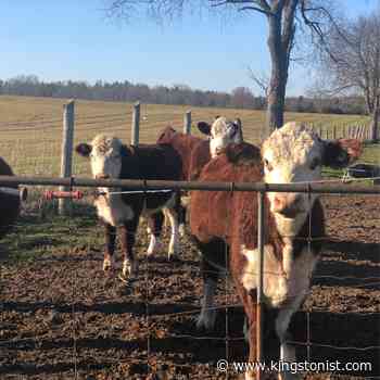 Cutting edge abattoir facility hopes to help keep local meats local – Kingston News - Kingstonist