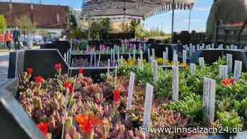 Burghauser Gartenlust: Ein Einblick, was auf der Gartenmesse geboten sein wird