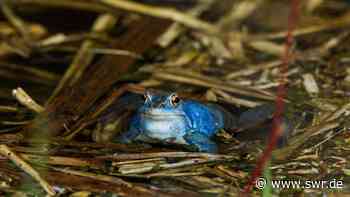 Aufzuchtprojekt für Moorfrösche im Kreis Ravensburg wird verlängert - SWR Aktuell
