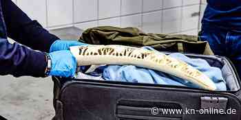 Polizei in Rotterdam beschlagnahmt mehrere Elefanten-Stoßzähne