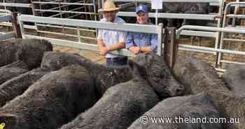 Gloucester store sale rewards Angus Verified cattle with top bids - The Land Newspaper