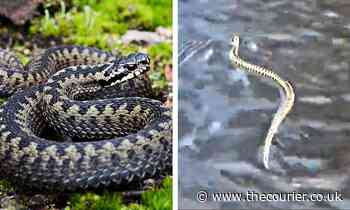 Snakes Alive! Ranger gets rare footage of adder swimming in Angus river - The Courier