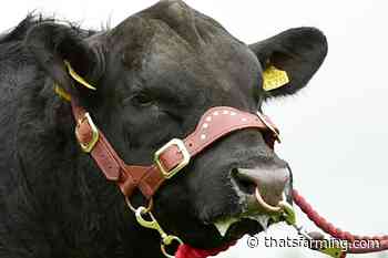 Angus bull sale : 42 lots for Kilmallock - thatsfarming.com - Thats Farming