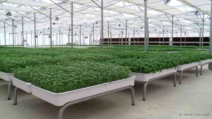 Drought causes Texas farmers to turn to unexpected solution — robots