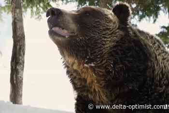 Grouse Mountain's resident grizzlies Grinder and Coola emerge. - Delta Optimist