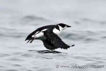 Environmental groups sue Canadian government over BC bird - Delta Optimist