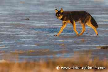 Nature Notes: City Nature Challenge across the Fraser Delta - Delta Optimist