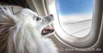 Pets allowed on Australian planes under new aviation laws - but there's a catch - 9News