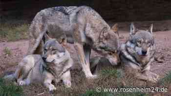 AfD scheitert im Rosenheimer Kreistag mit Antrag zum Wolfsabschuss und zur Entschädigung