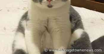 Cat Show in Concord | Food And Fun | carriagetownenews.com - carriagetownenews.com