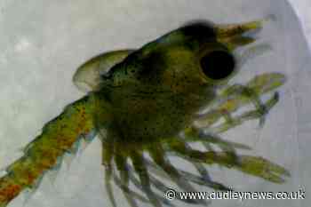 Underwater cables linked to deformities and poor swimming ability in lobsters - Dudley News