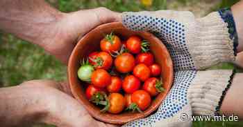 Tomaten vom Balkon: Liegt selbst angebautes Gemüse in Minden-Lübbecke im Trend? - Mindener Tageblatt