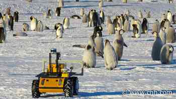 A robot lives in this Antarctic penguin colony. It's trying to save them