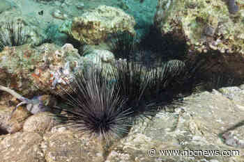 'It's extremely unusual': Scientists left puzzled as sea urchins die-off across the Caribbean