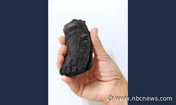 Tooth from ancient marine reptile found in Swiss Alps may be largest of its kind