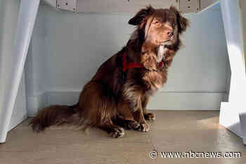 Don't judge a dog by its cover: New research gives insight into canine behavior