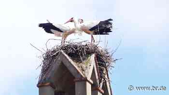 Sensation: Nach 120 Jahren brüten wieder Störche in Bamberg - br.de