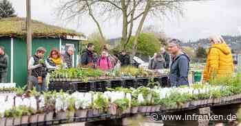 Bamberg: 'Tag der offenen Gärtnereien' lockt viele Interessierte - inFranken.de