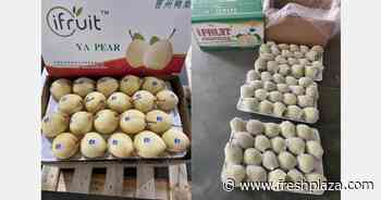 "Distant markets consider ending fresh pear orders early as shipping takes too long" - FreshPlaza.com